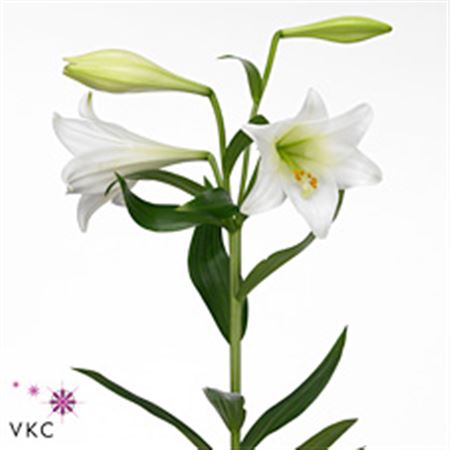 LYS LF WHITE HEAVEN 90 1 F+